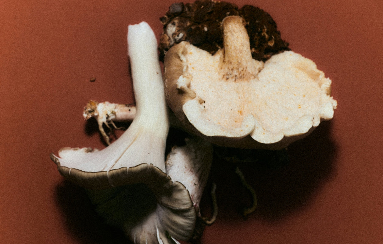 Cannabis edible industry Shake-Up